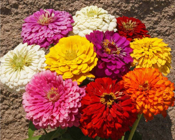 Dahlia Flowered Mix zinnia image####