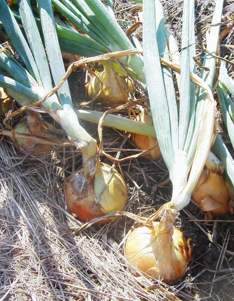 Dakota Tears onion image####