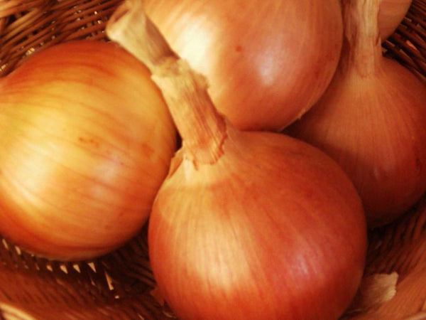 Dakota Tears onion image####