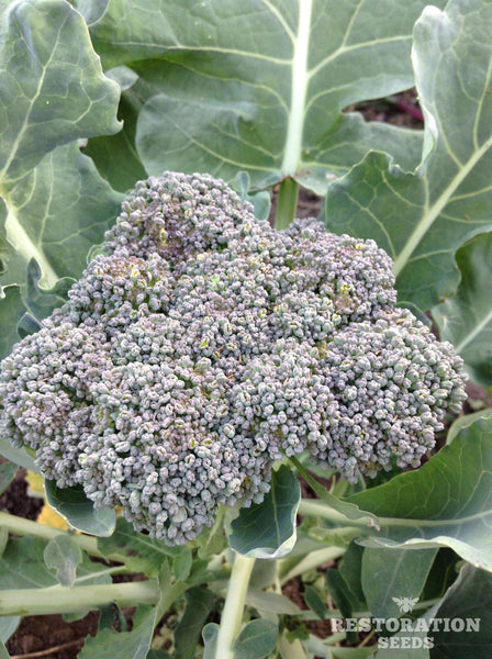 De Cicco broccoli image####