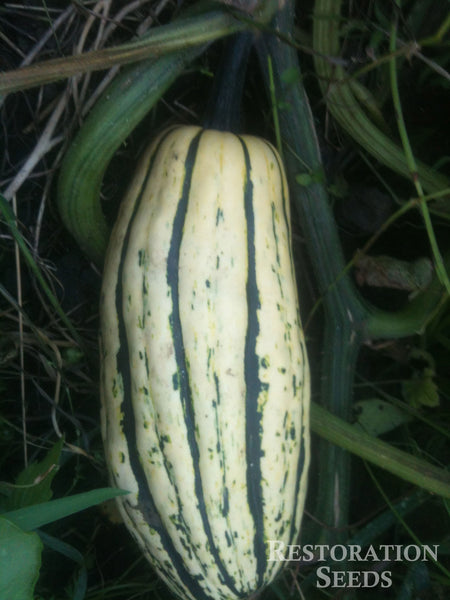 Delicata winter squash pepo image####