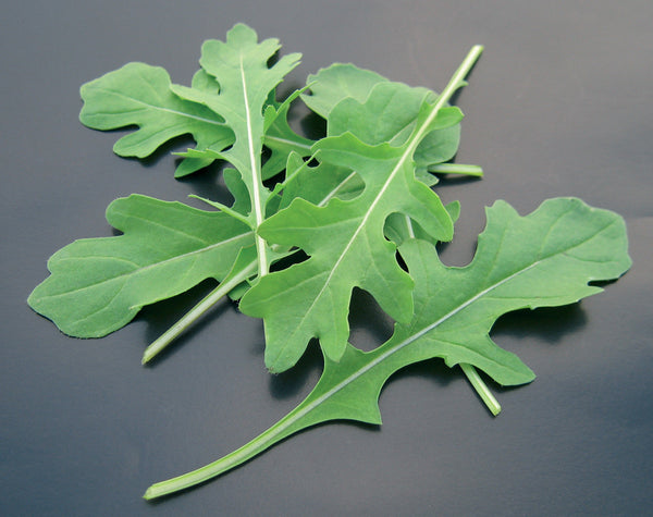 Dentellata arugula image####