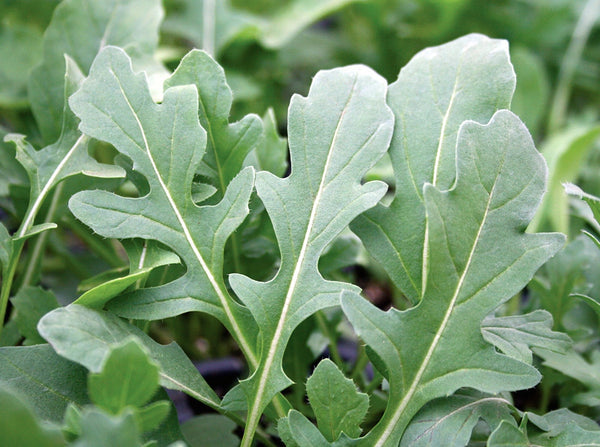 Dentellata arugula image####