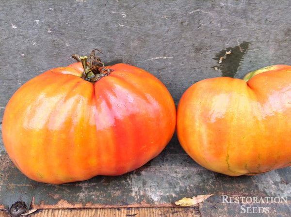 Dinner Plate tomato image####