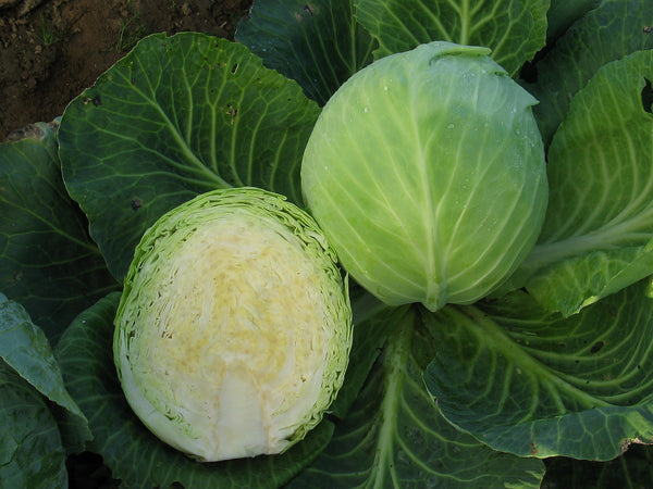 Dottenfelder Dauer KS cabbage image####