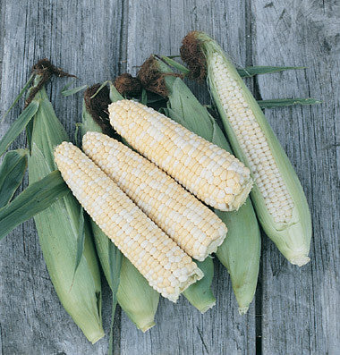 Double Standard corn, sweet image####