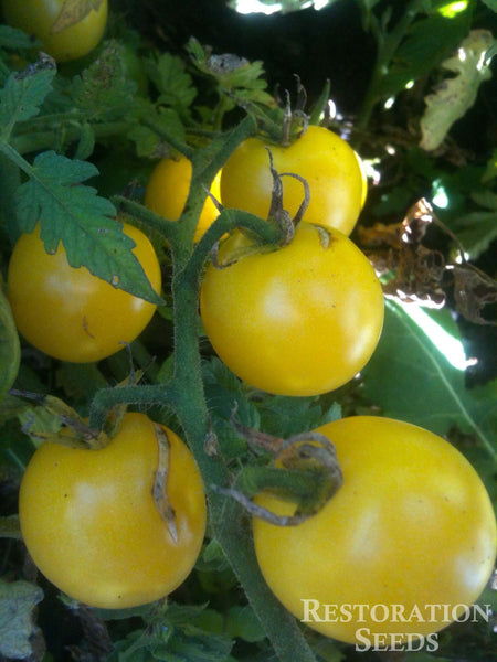 Dr. Carolyn tomato image####
