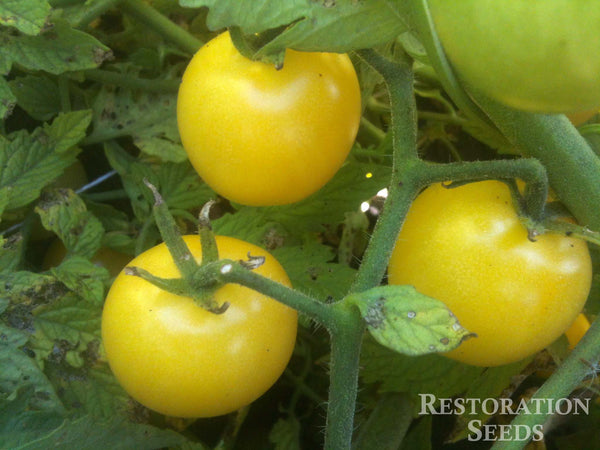 Dr. Carolyn tomato image####