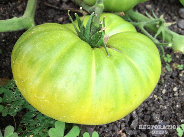Dwarf Emerald Giant tomato image####
