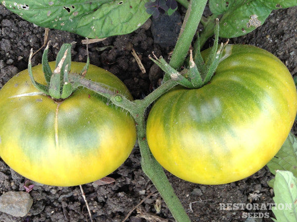 Dwarf Emerald Giant tomato image####