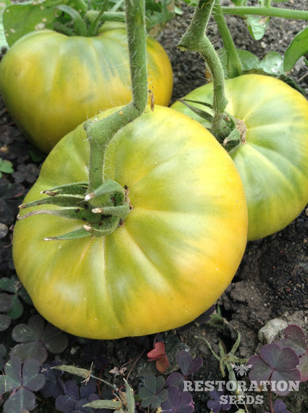 Dwarf Emerald Giant tomato image####