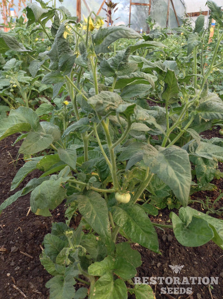 Dwarf Mr. Snow tomato image####