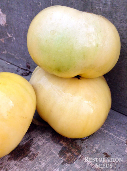 Dwarf Mr. Snow tomato image####