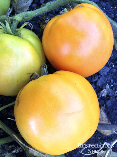 Earl of Edgecombe tomato image####