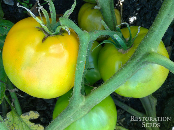 Earl of Edgecombe tomato image####