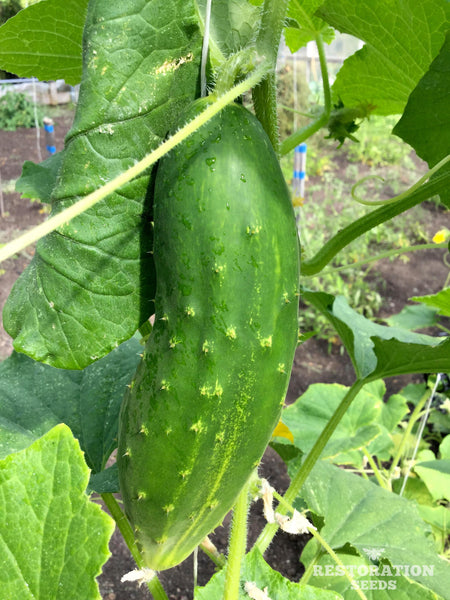 Early Fortune cucumber image####