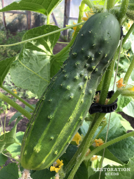 Early Fortune cucumber image####