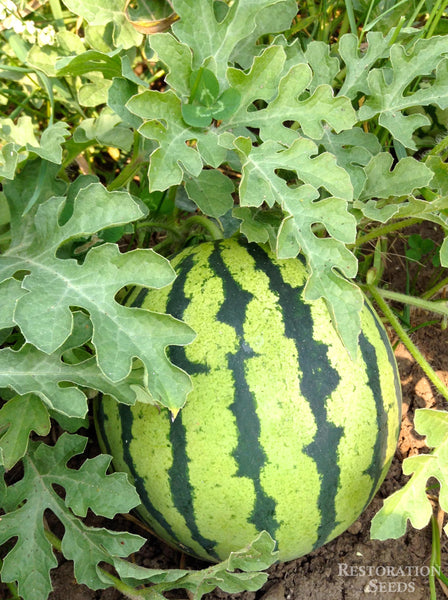 Early Moonbeam Yellow watermelon image####