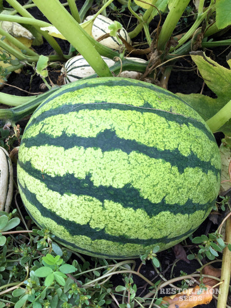 Early Moonbeam Yellow watermelon image####