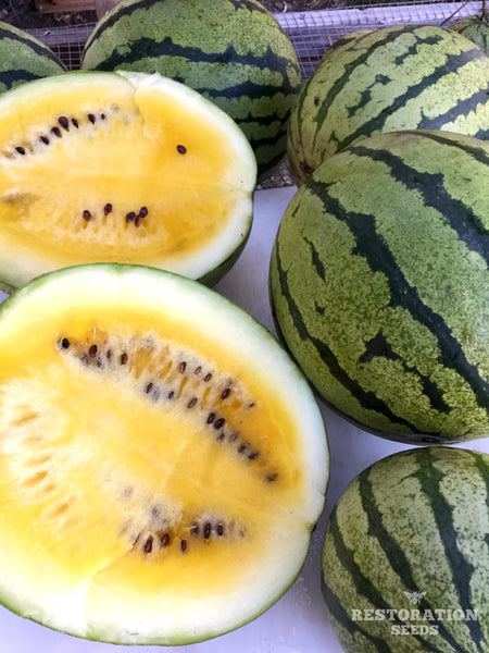 Early Moonbeam Yellow watermelon image####