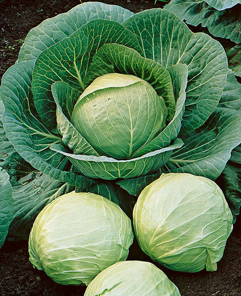 Early Round Dutch cabbage image####