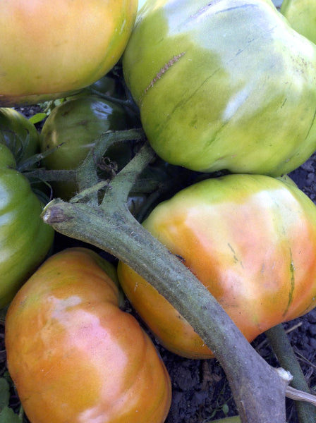 Early Santa Clara Canner tomato image####