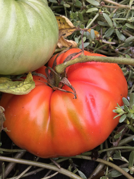 Early Santa Clara Canner tomato image####