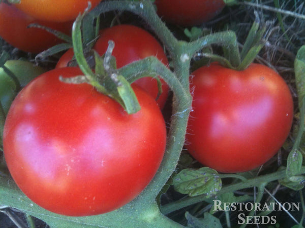 Tomato - Slicer, Early Girl