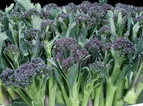Early Purple Sprouting broccoli image####