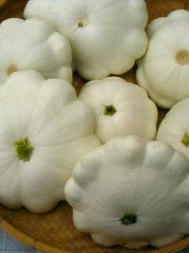 Early White Bush Scallop patty pan image####