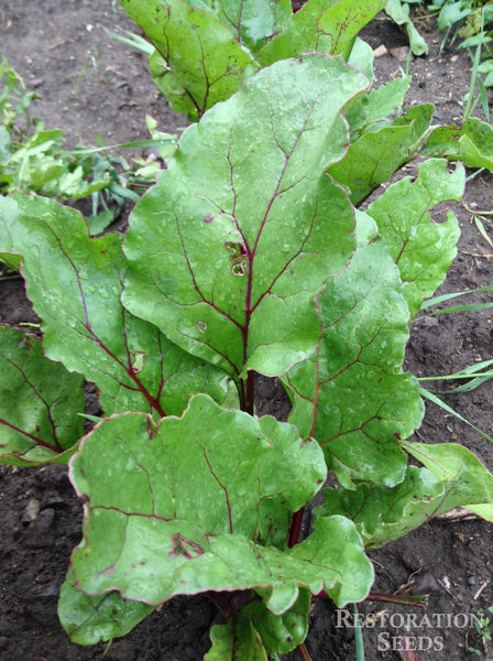 Early Wonder beet image####