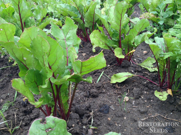 Early Wonder beet image####