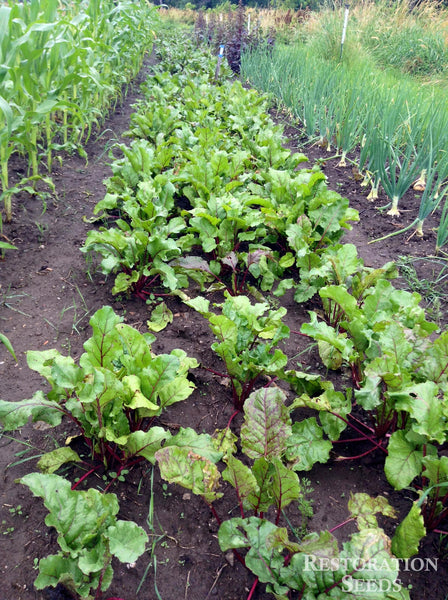 Early Wonder beet image####