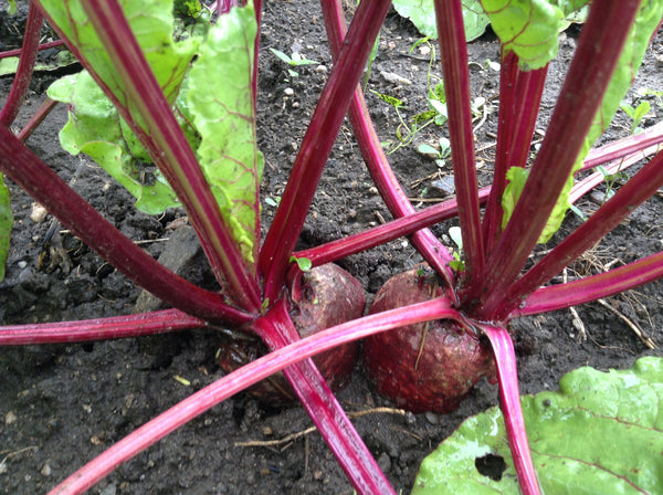 Early Wonder beet image####