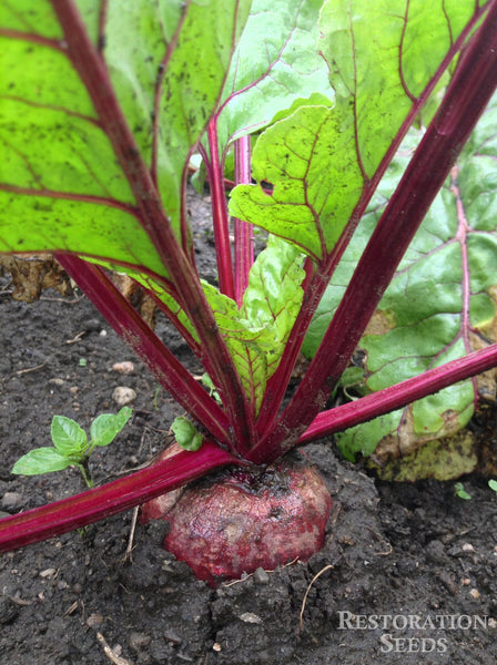 Early Wonder beet image####