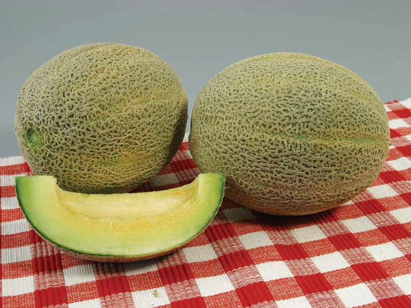 Edens Gem melon image####