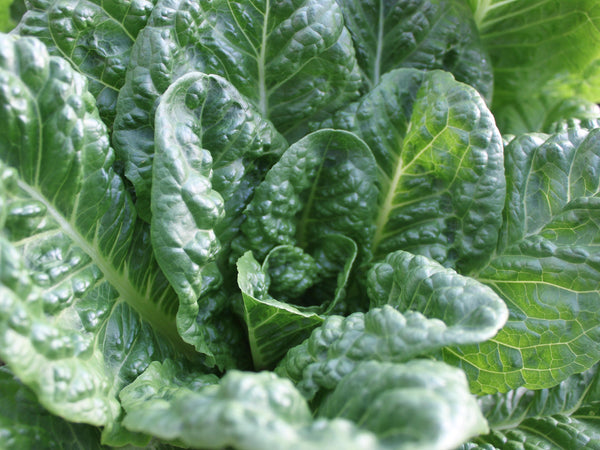 Emerald Fan lettuce image####