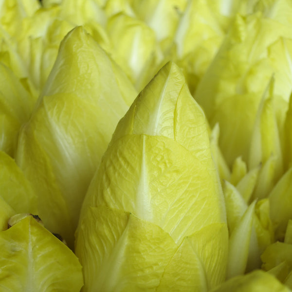 KS-SW-ZS-01 KS belgian endive image####