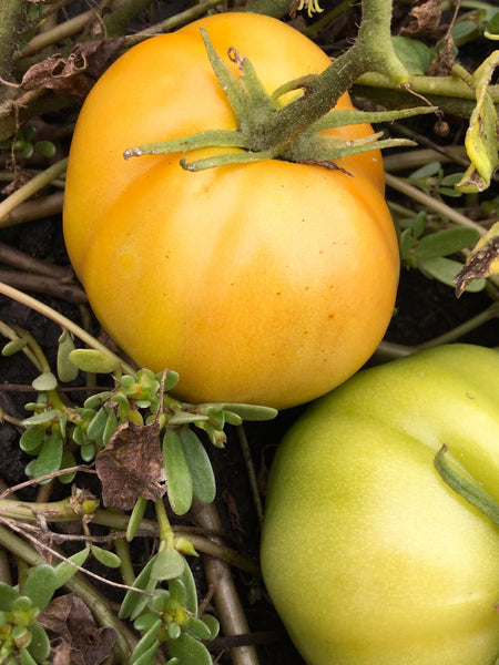 Everett´s Rusty Oxheart tomato image####