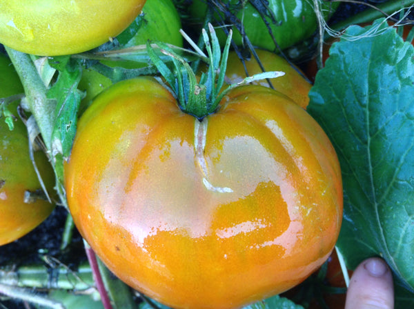 Everett´s Rusty Oxheart tomato image####