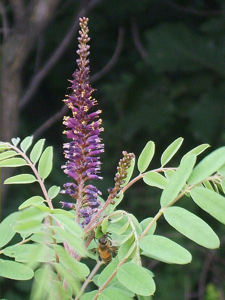 planting false indigo seeds false indigo, Organic