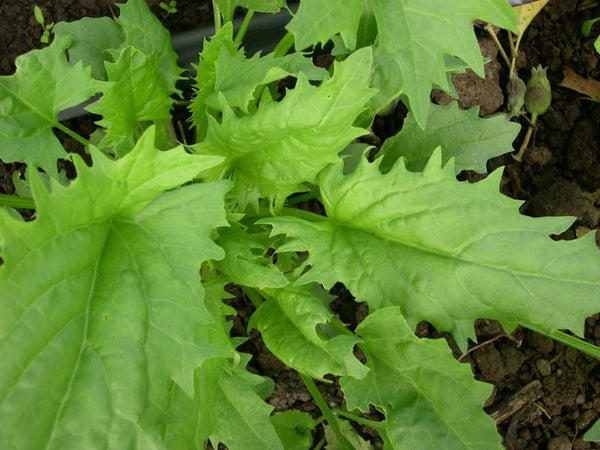 Faster strawberry spinach image####