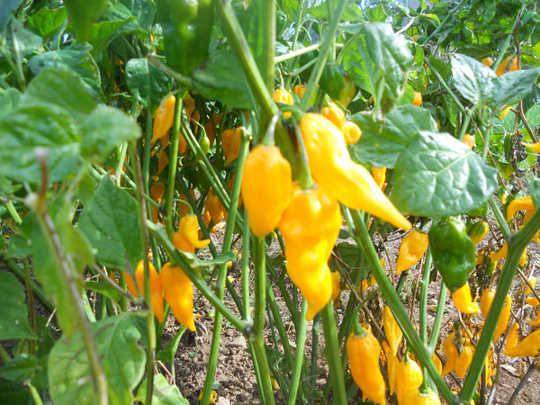Fatali Chilli Fatalii pepper, chili, Organic | Restoration Seeds