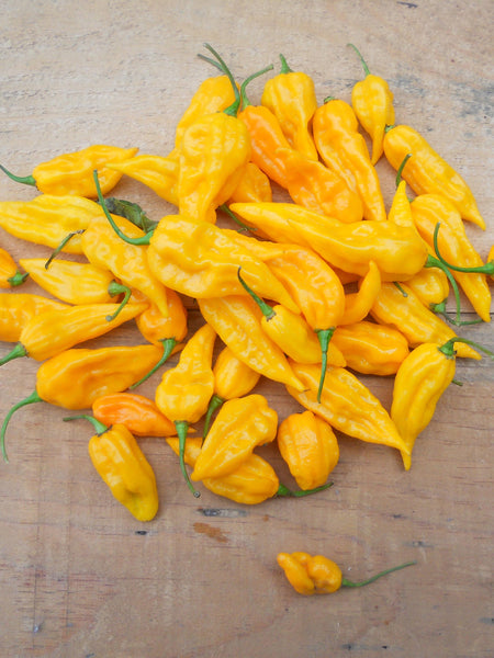 Fatali Chilli Fatalii pepper, chili, Organic | Restoration Seeds