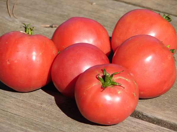 Faworyt tomato image##Lupine Knoll Farm##