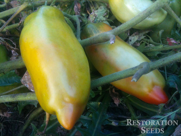 Federla tomato image####