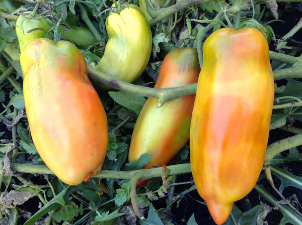 Federla tomato image####