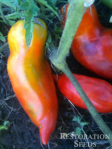 Federla tomato image####