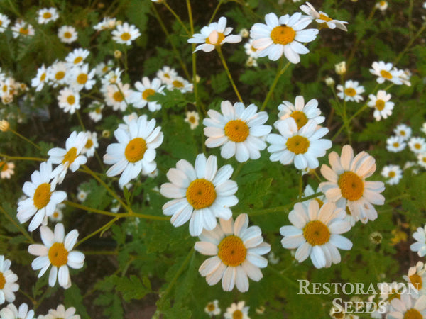 feverfew flower seeds feverfew, Organic