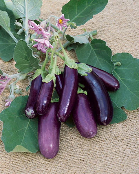 Finger Fruit Purple eggplant image####